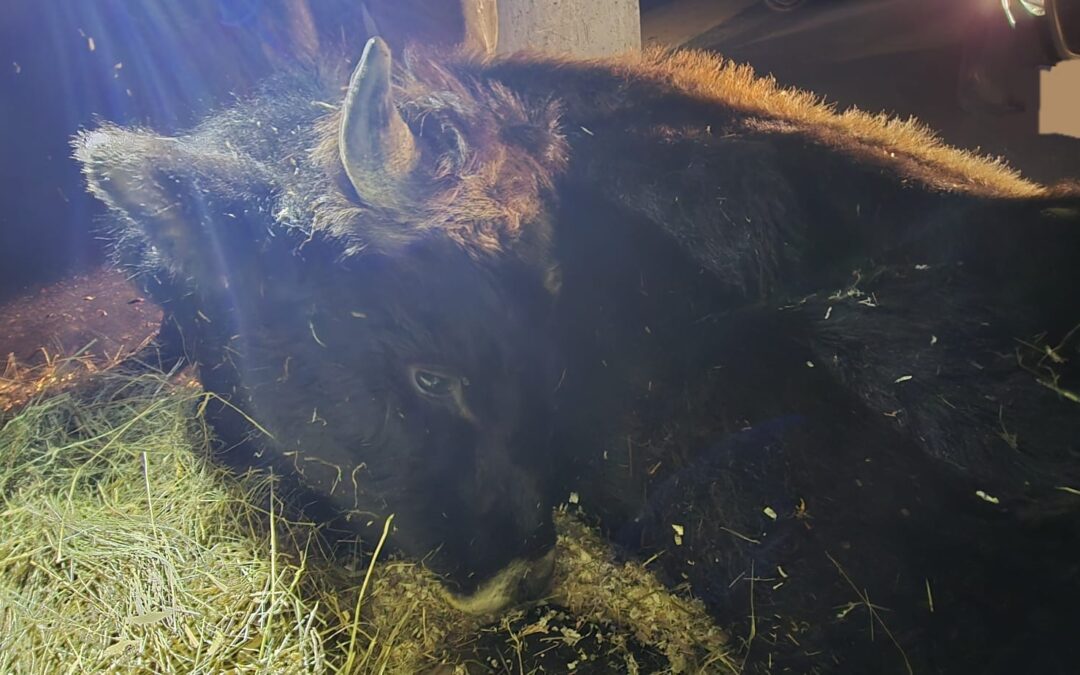 Bilan de nos urgences vitales depuis le 1er janvier 🐾
